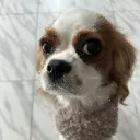peaches