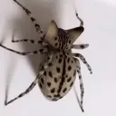 spatder