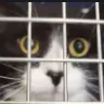 catjail