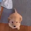 waggies waggies