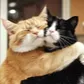 Hug