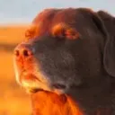sunshine_dog