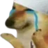 doge_pray_to_allah