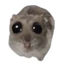 hamstersad
