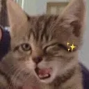 catwiink catwiink