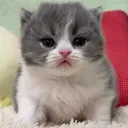 tuffcat