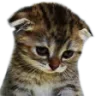 smutnykotek Discord emoji