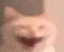 VerySillyCat