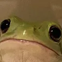 FrogStare