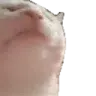 CatJam