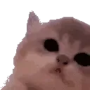 JamCat