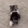 walking_cat