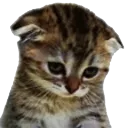 kittysad