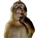monkeythink