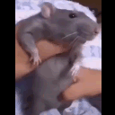 ratjam