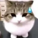 cat_nervous
