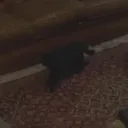 hideoutcat hideoutcat