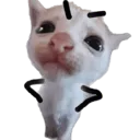 CatYuta