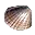 scoica