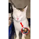 pleasespeedineeddddthisss