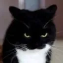 angryuni