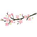 CherryBlossomBranch