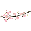 CherryBlossomBranch