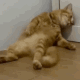 tummyache