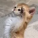 salutekitty
