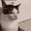 kit_sus
