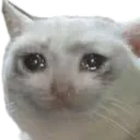 cat_cry
