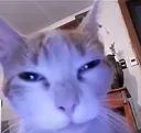 emojigg_cat