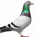 pigeon