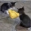 cathandshake