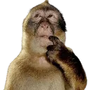 monkethinking