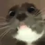 CatStare_misa