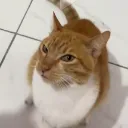 BOMBASTICSIDEYE BOMBASTICSIDEYE