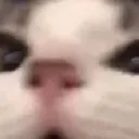 wut