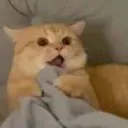 scaredeycat