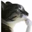 catthinking