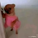 gaydog