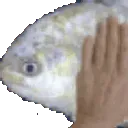 fish_pat