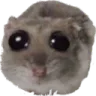 6ix_HamsterCute