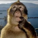 monke