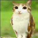 meowl