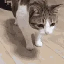 catfall