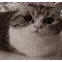 catexplode