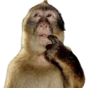 monkeythink
