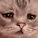 catto_sad