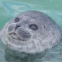 seal